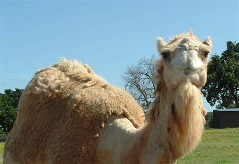Camel Free Stock Photo  FreeImages