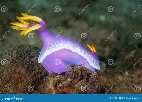 Purple Nudibranch Stock Photo Image Of Animals Crawls 41001722