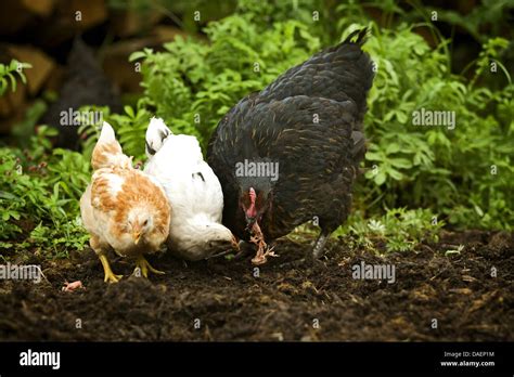 Domestic Fowl Gallus Gallus F Domestica Mother Hen And Her Chicks