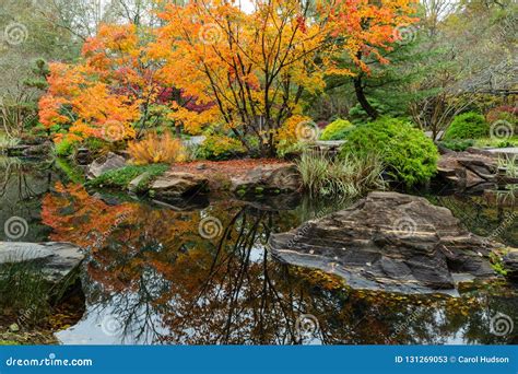Colorful Maple Trees Reflecting In The Pond In The Japanese Garden At