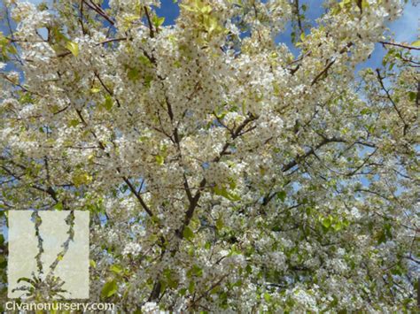 Cleveland flowering pear grow your own flowering trees this lovely uniform tree naturally grows in a tight symmetrical shape select has an attractive narrow. Cleveland Select Flowering Pear - Pyrus calleryana ...
