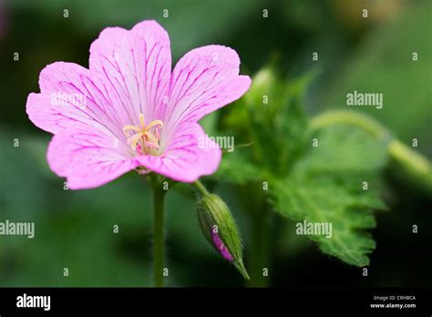 Early Summer Flowering Geranium Hi Res Stock Photography And Images Alamy