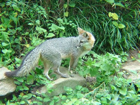 Hey Behind You Its A Gray Fox At Maymont I Was Crossin Flickr