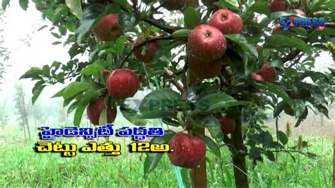 It is easy to carve and polish. Successful Organic Apple Farming by Telugu Farmer in ...