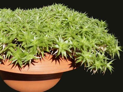 Do Cacti Need A Drainage Hole - succulentart.com.au