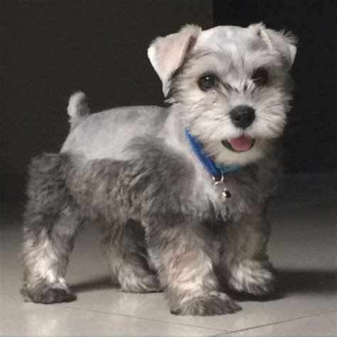 Accounting to herepup.com, the you can find miniature schnauzer puppies for adoption on petfinder.com or through the american miniature. 157 best teacup schnauzers images on Pinterest | Teacup ...