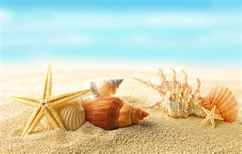 Wallpaper Sand Sea Beach The Sun Stars Shell Summer Sunshine