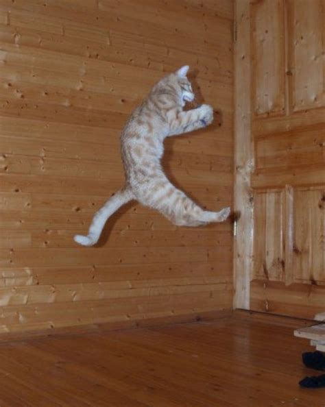 14 Awesome Pictures Of Cats Jumping