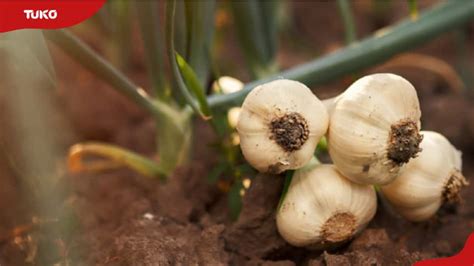 Garlic Farming Profit Per Acre In Kenya Is It A Worthy Venture Tuko