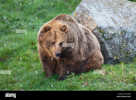 A Eurasian Brown Bear Sitting By A Rock Stock Photo Alamy