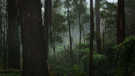 Foggy Forest Wallpaper 74 Images