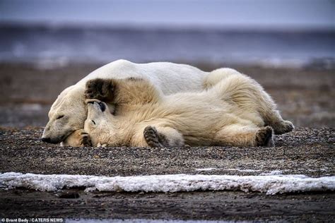 Pin On Beautiful Polar Bears Love Protect
