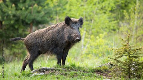 Dominant Wild Boar Sus Scrofa Displaying On A Hill Near Little Spruce
