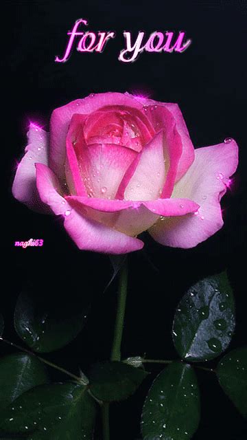 Enjoy free chat and live webcam broadcasts from amateurs and exhibitionists around the world! rose for you gif - Pesquisa Google | กุหลาบสีชมพู