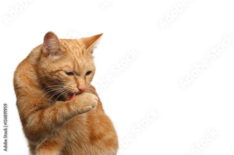 Portrait Of Washes Ginger Cat Licking Paw On Isolated White Background