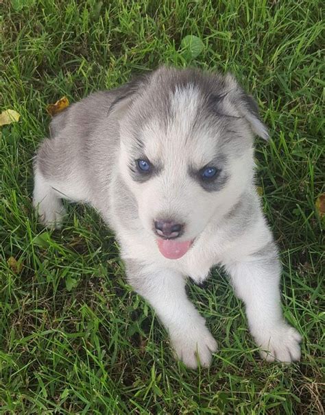 Follow me for more cute pic. Alaskan Husky Puppies For Sale | Hartville, MO #303198