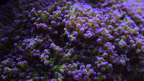 Purple Tip Frogspawn Coral Youtube