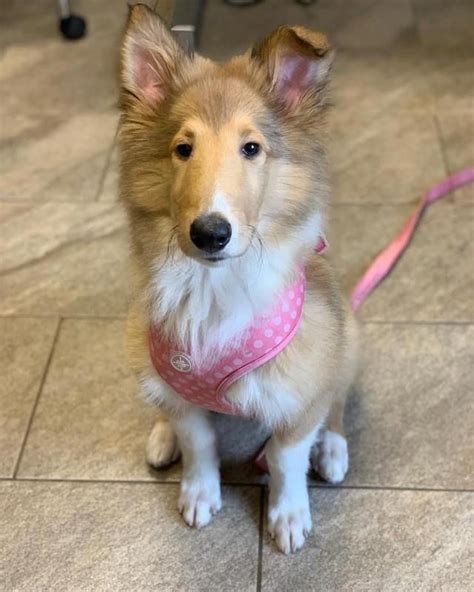 The Cutest Rough Collie Puppy Of The Day 29 Pics