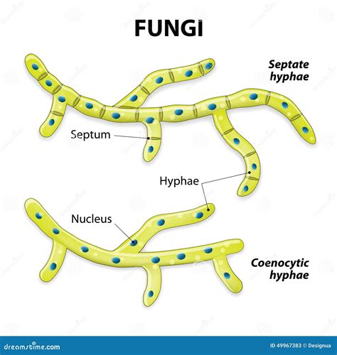 Fungi Classification Based On Cell Division Stock Vector