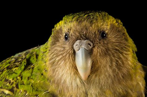National Geographic Photo Ark Kakapo A Flightless Night Parrot From New