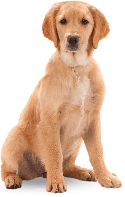 Dog Png Image Beautiful Dogs Transparent Pictures Free Transparent