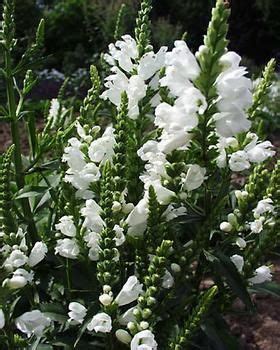 Fragrant flowers open heavily in spring with intermittent blooms throughout the growing season. full sun perennial, resilient, spreads rapidly. with a ...