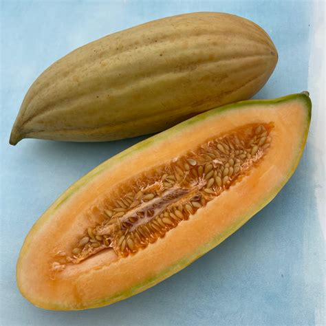 Banana Melon Organic Seeds Hudson Valley Seed Company