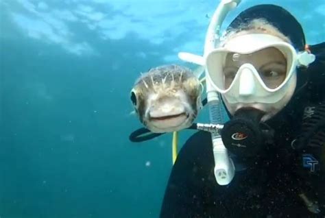 Say Seas Diver Pufferfish Pose For Epic Underwater Selfie Toronto Sun