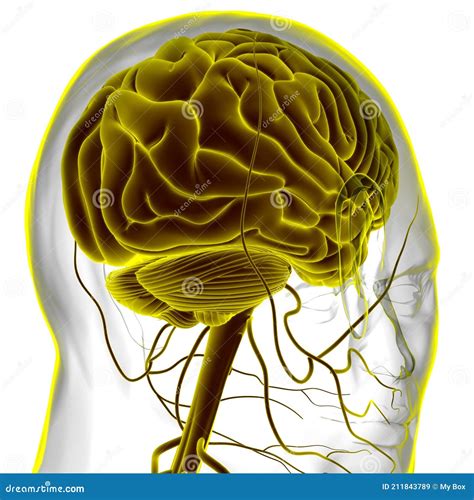 Human Brain Anatomy For Medical Concept 3d Stock Illustration