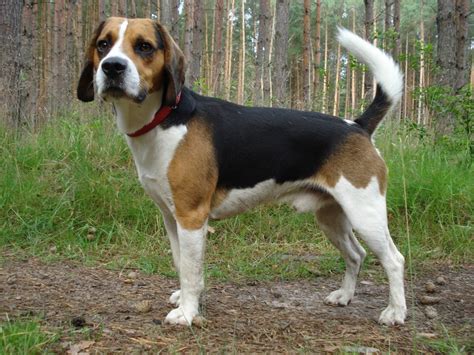 beagle harrier dog breed standards