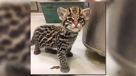 Ocelot Kitten Born At The Buffalo Zoo