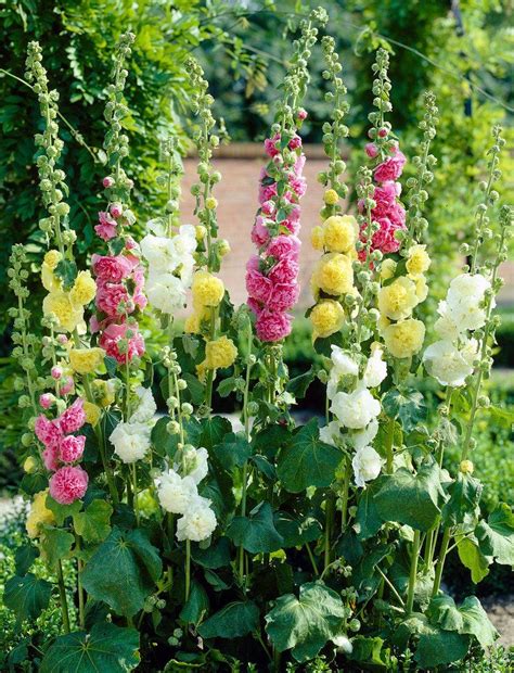 Hollyhock Are Container Friendly Perennials And Do Well In Full Sun
