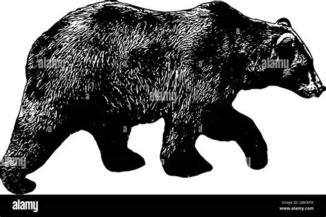 Grizzly Bear Vector Illustration In Black On White Background Stock