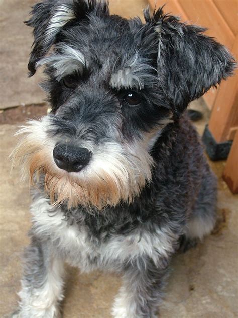 Why buy a schnauzer (miniature) puppy for sale if you can adopt and save a life? K.C reg adult female miniature schnauzer | Basildon, Essex ...