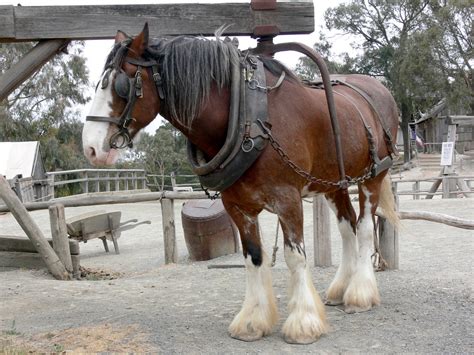 Working Shire Horse Free Stock Photo Public Domain Pictures