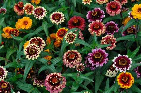 We've scoured the globe to find the most beautiful and unique flower varieties available. Seeds For Sale Online: RE-STOCK & NEW ARRIVAL SEEDS FOR SALE