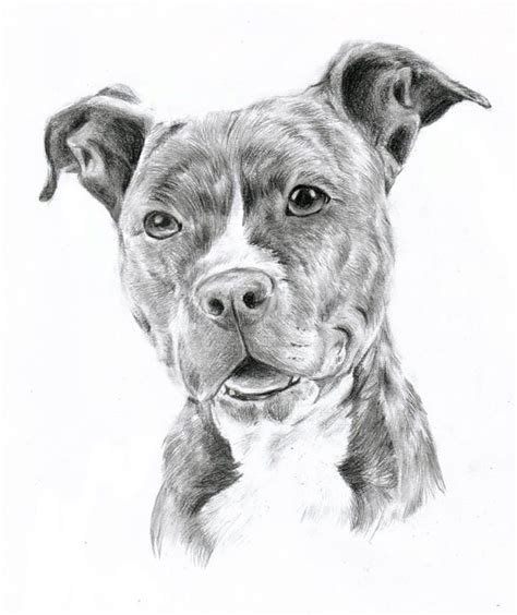 Pitbull By Oocherrytheberryoo Pitbull Art Pitbull Drawing Dog Sketch