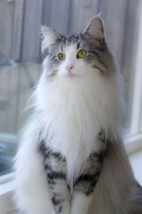 Faith Norwegian Forest Catlook At That Beautiful Full