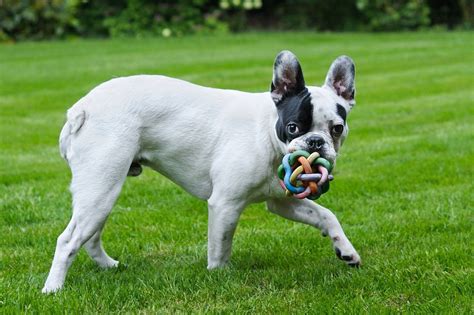 What Are The Different Breeds Of French Bulldogs