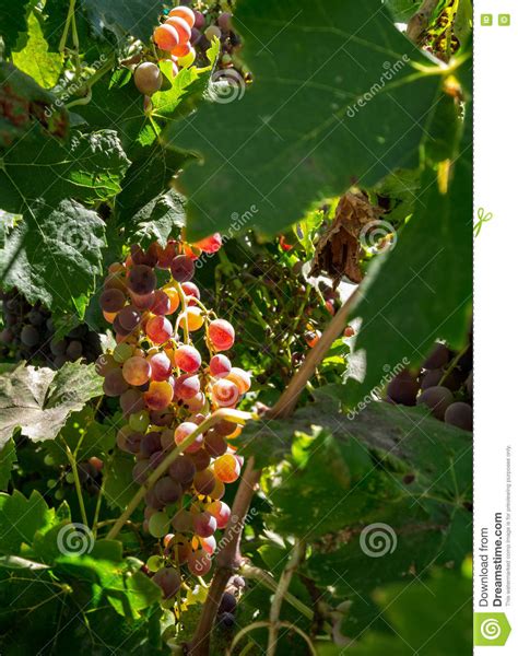 Grapes Ripening On The Vine Stock Photo Image Of Napa Crop 76977022