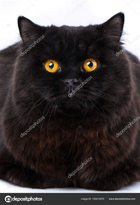 Portrait Of A Surprised Cat Scottish Straight Closeup — Stock Photo