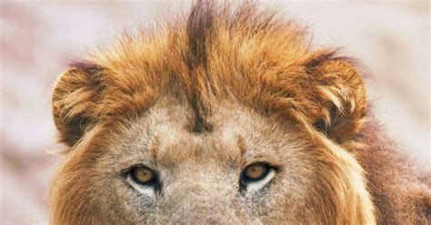 Please press the load data button when you are done with your selection. El regreso del presunto león del Atlas | Noticias de ...