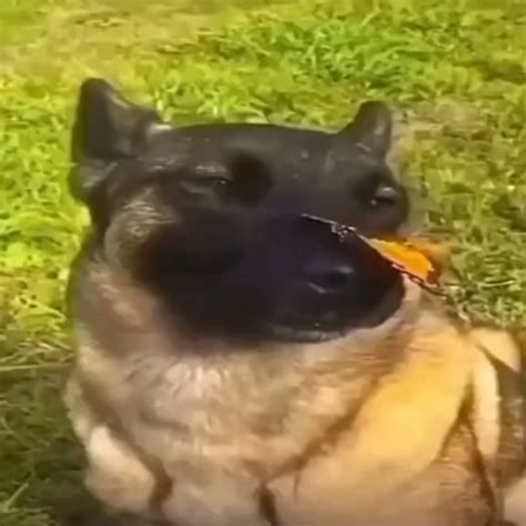 Dog With Butterfly On Nose Rdog