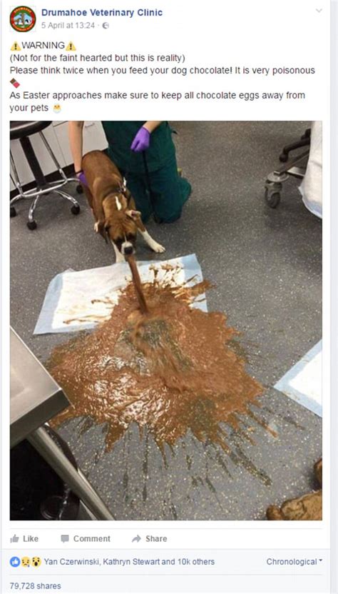 What to feed dog after vomiting. Drumahoe Vets shares dog vomiting after eating chocolate ...