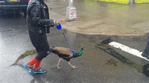 Brooklynite Takes Her Pet Peacock On A Nice Walk Like You Do Mashable