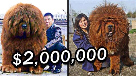 10 Most Expensive Pets In The World Youtube