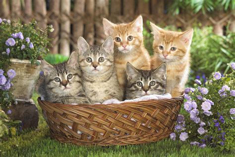Basket Of Kittens Wallpapers On Wallpaperdog