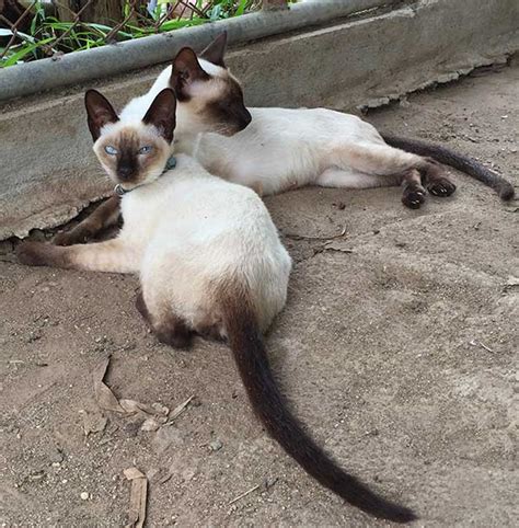 Terms And Conditions Thai Siamese Cats