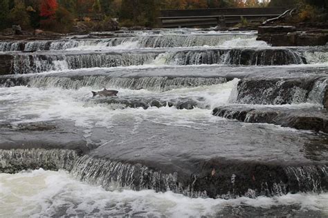 Have You Tried Fall Fishing At Sauble Falls Provincial Park