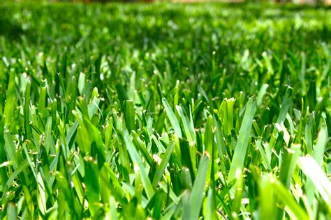 Beneficial nematodes are going to change your insect management game plan. Nematodes: Bring on the carnage! | Rainbow Gardens